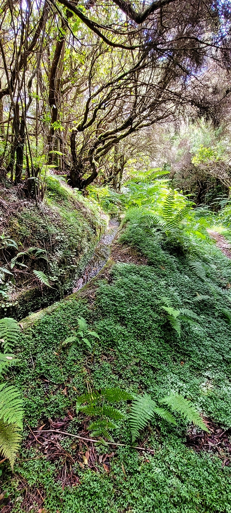 21 June 2022 Beautiful loop via the Levada do Brasileiro and dos Moinhos — Lower course of the Levada do Brasileiro — photo 9
