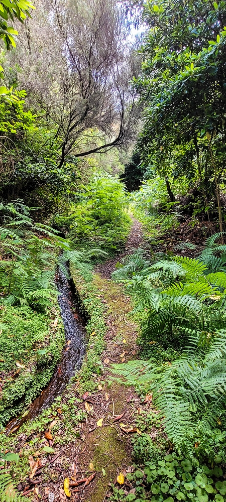 Levada do Brasileiro — Zwischen Lagoa do Bardo und der ER105 — Foto 15
