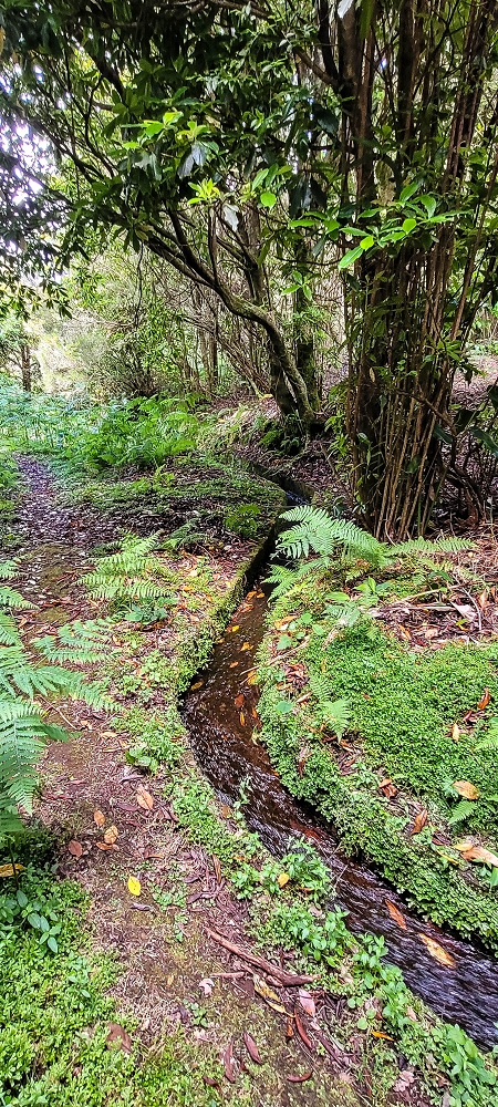 Levada do Brasileiro — Zwischen Lagoa do Bardo und der ER105 — Foto 16
