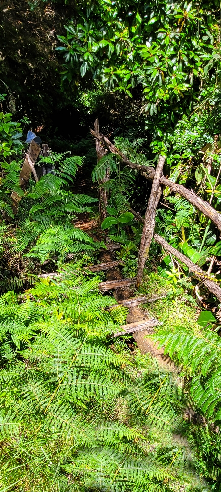 21 June 2022 Beautiful loop via the Levada do Brasileiro and dos Moinhos — Lower course of the Levada do Brasileiro — photo 12