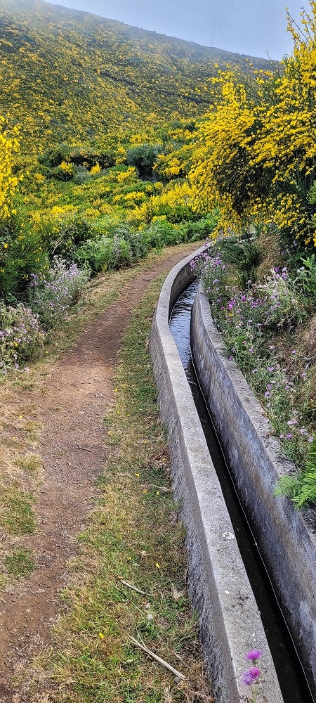 21 June 2024 Gorse and sun on the Levada do Paul — On the Levada do Paul as far as the Loiral solar plant — photo 1