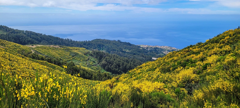 21 June 2024 Gorse and sun on the Levada do Paul — On the Levada do Paul as far as the Loiral solar plant — photo 10