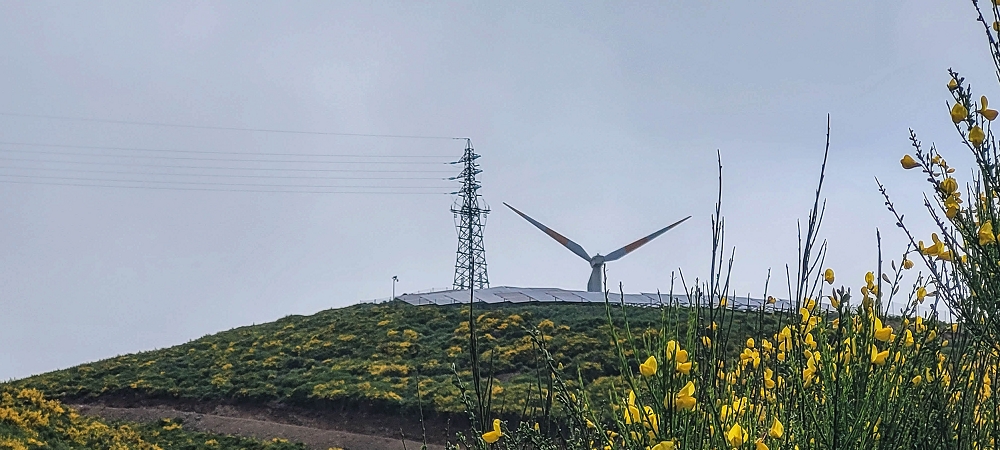 21 June 2024 Gorse and sun on the Levada do Paul — As far as the end of the levada — photo 1