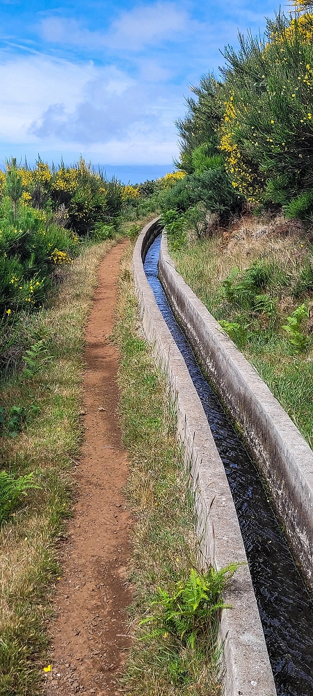 21 June 2024 Gorse and sun on the Levada do Paul — As far as the end of the levada — photo 2