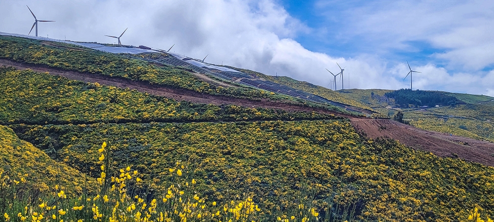 21 June 2024 Gorse and sun on the Levada do Paul — As far as the end of the levada — photo 3