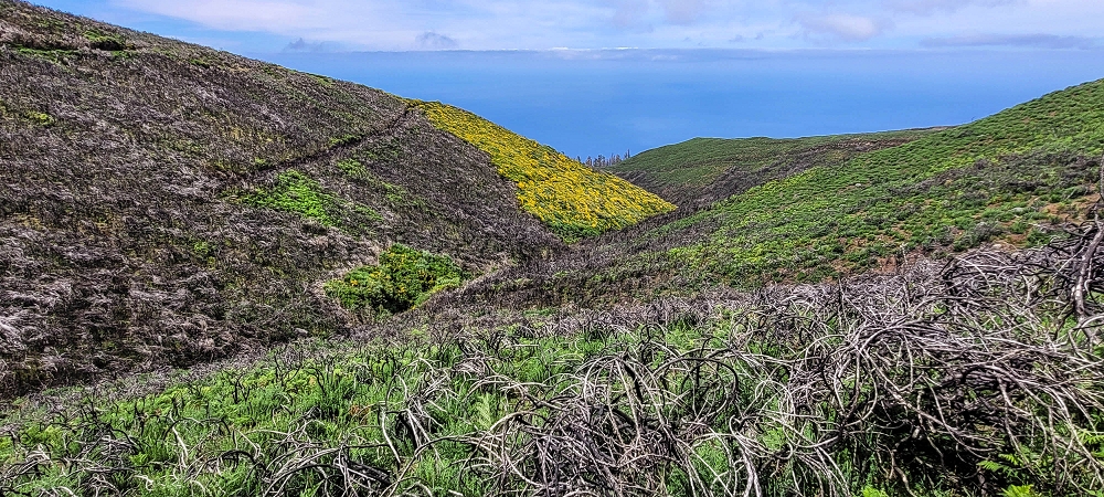 21 June 2024 Gorse and sun on the Levada do Paul — As far as the end of the levada — photo 6