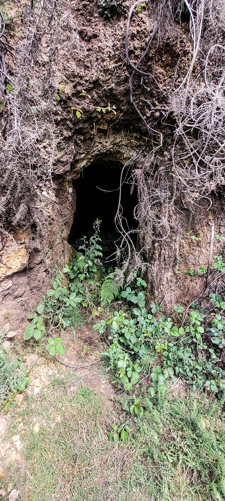 21 June 2024 Gorse and sun on the Levada do Paul — As far as the end of the levada — photo 7