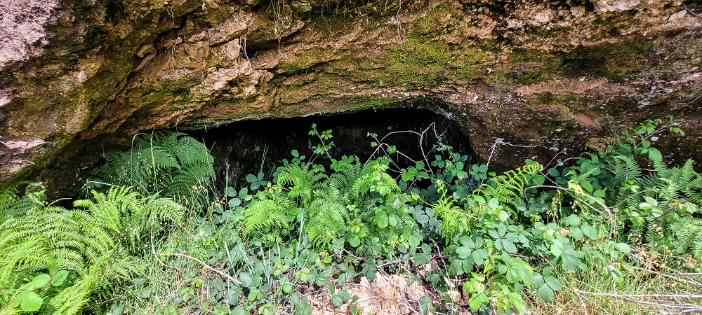 21 June 2024 Gorse and sun on the Levada do Paul — As far as the end of the levada — photo 8