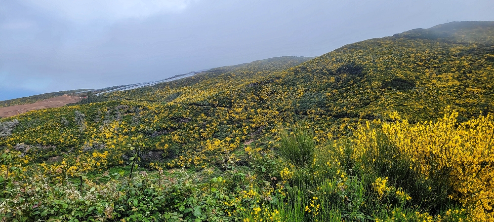 21 June 2024 Gorse and sun on the Levada do Paul — On the Levada do Paul as far as the Loiral solar plant — photo 2