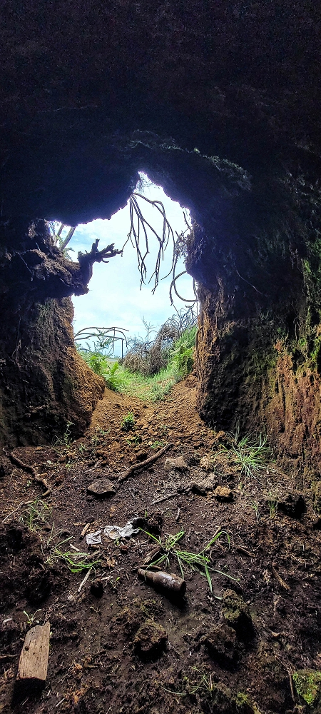 21 June 2024 Gorse and sun on the Levada do Paul — As far as the end of the levada — photo 10