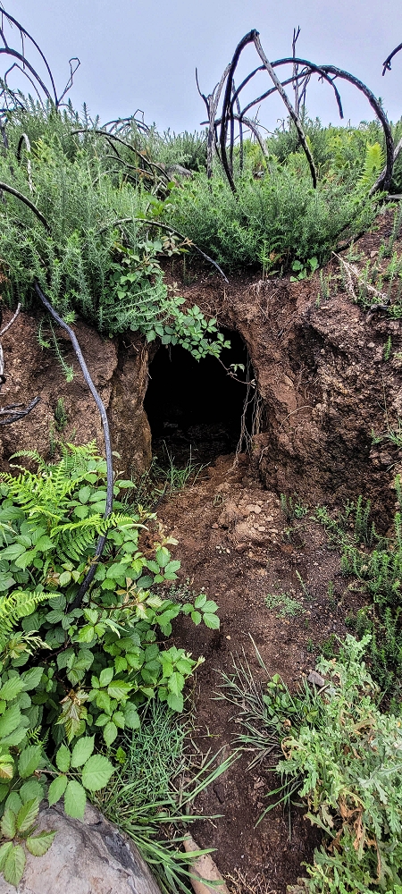 21 June 2024 Gorse and sun on the Levada do Paul — As far as the end of the levada — photo 11
