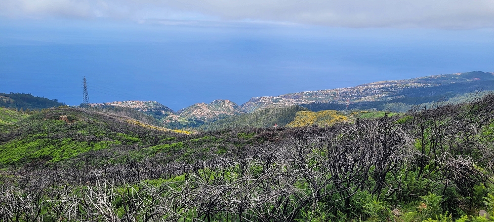 21 June 2024 Gorse and sun on the Levada do Paul — As far as the end of the levada — photo 12