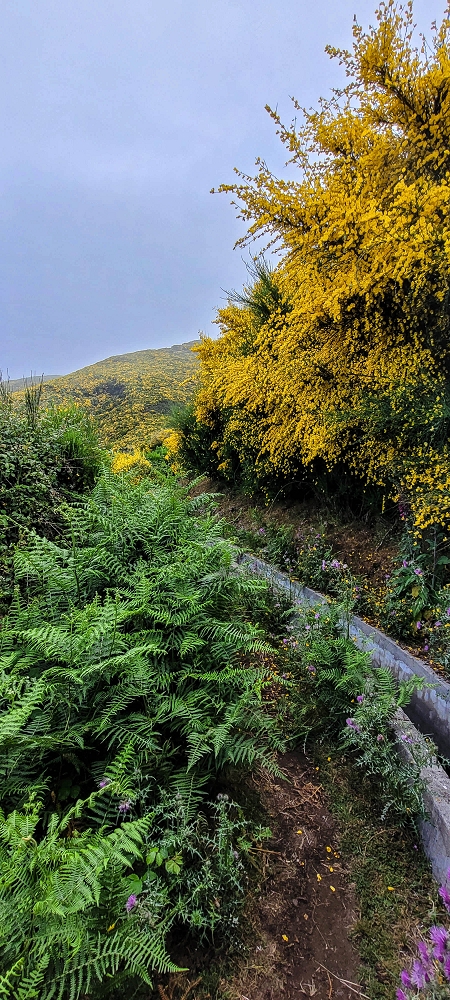 21 June 2024 Gorse and sun on the Levada do Paul — On the Levada do Paul as far as the Loiral solar plant — photo 3