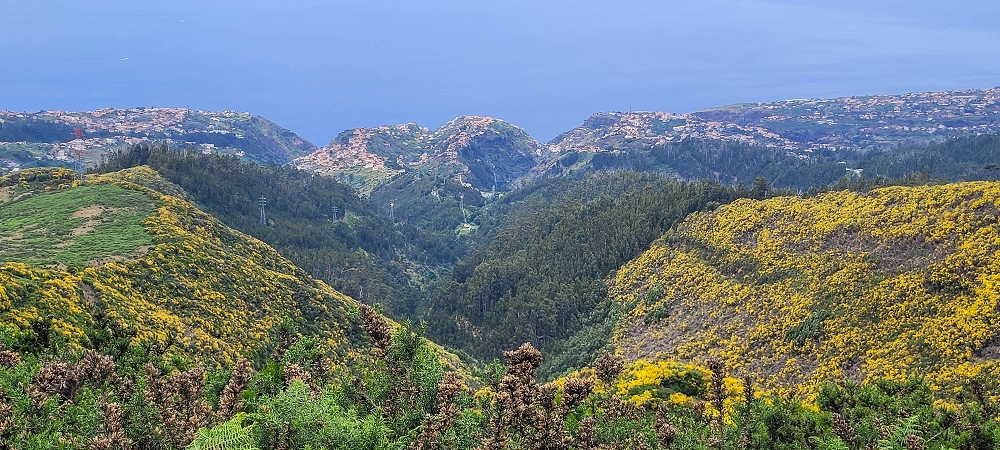 21 June 2024 Gorse and sun on the Levada do Paul — Back by the same path — photo 2
