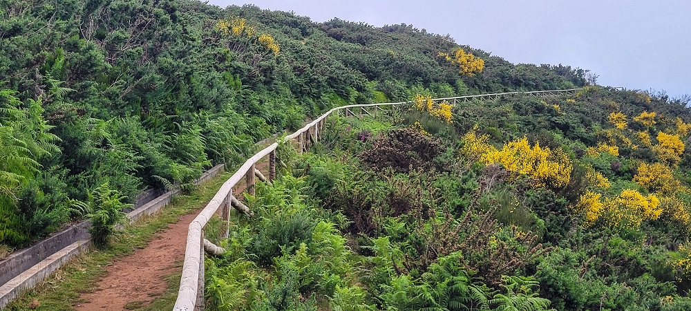 21 June 2024 Gorse and sun on the Levada do Paul — Back by the same path — photo 3