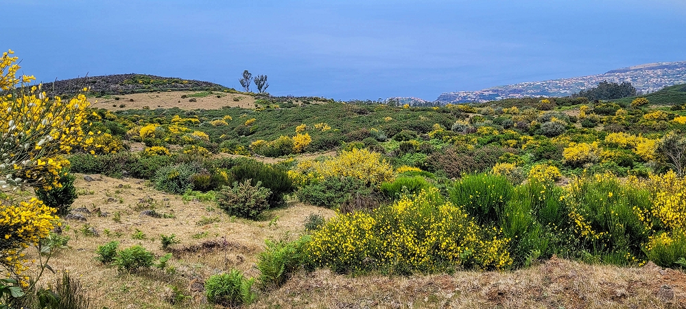 21 June 2024 Gorse and sun on the Levada do Paul — Back by the same path — photo 4