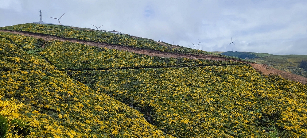 21 June 2024 Gorse and sun on the Levada do Paul — Back by the same path — photo 5