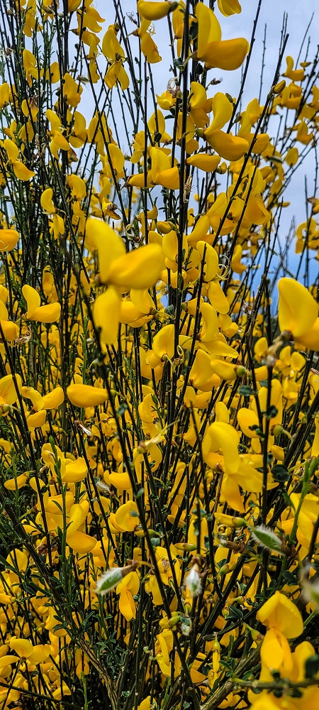 21 June 2024 Gorse and sun on the Levada do Paul — Back by the same path — photo 6