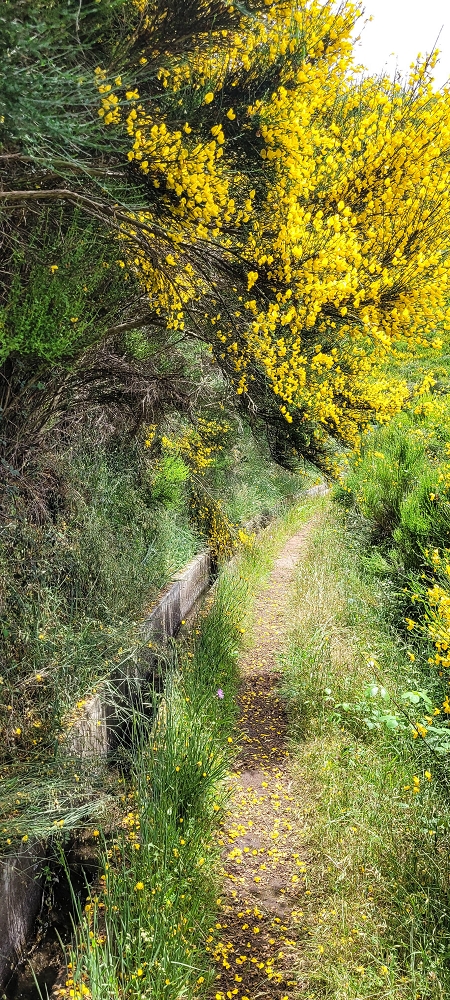 21 June 2024 Gorse and sun on the Levada do Paul — Back by the same path — photo 8