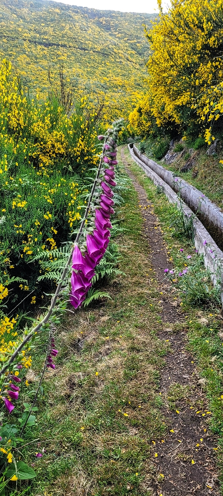 21 June 2024 Gorse and sun on the Levada do Paul — On the Levada do Paul as far as the Loiral solar plant — photo 4