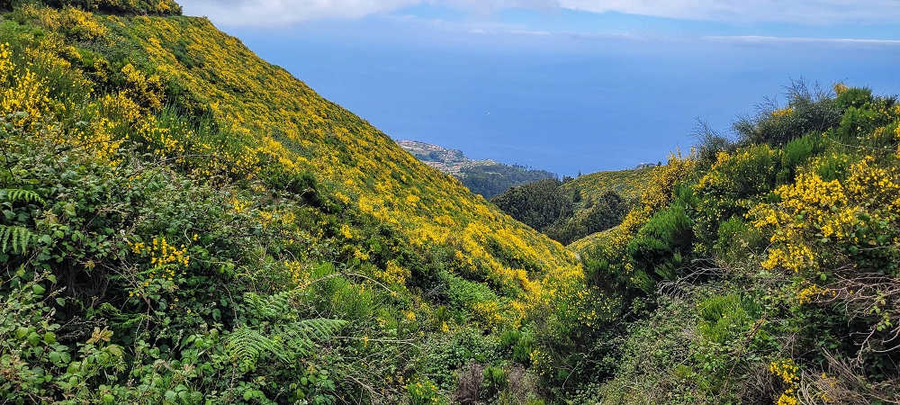 21 June 2024 Gorse and sun on the Levada do Paul — Back by the same path — photo 13