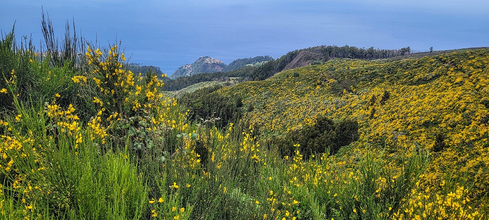 21 June 2024 Gorse and sun on the Levada do Paul — Back by the same path — photo 14