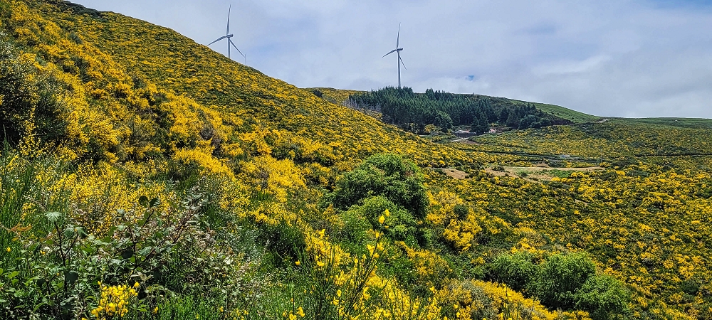 21 June 2024 Gorse and sun on the Levada do Paul — Back by the same path — photo 15