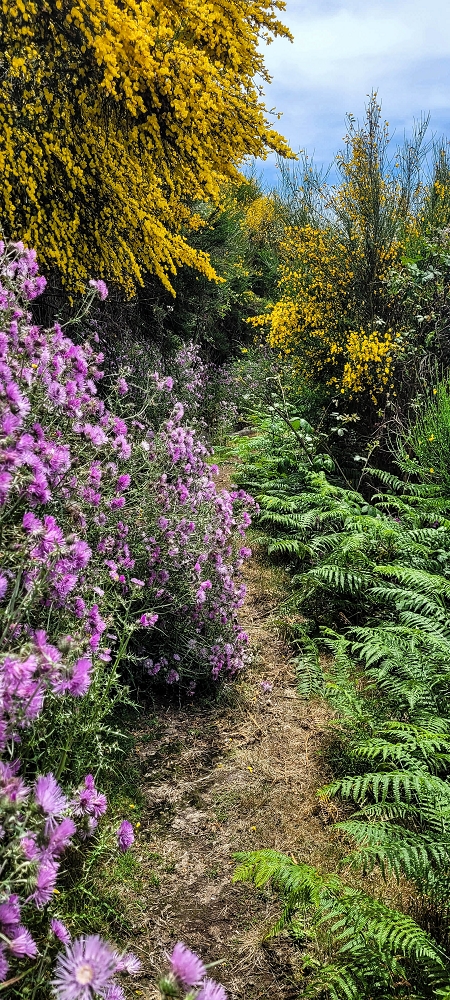21 June 2024 Gorse and sun on the Levada do Paul — Back by the same path — photo 16