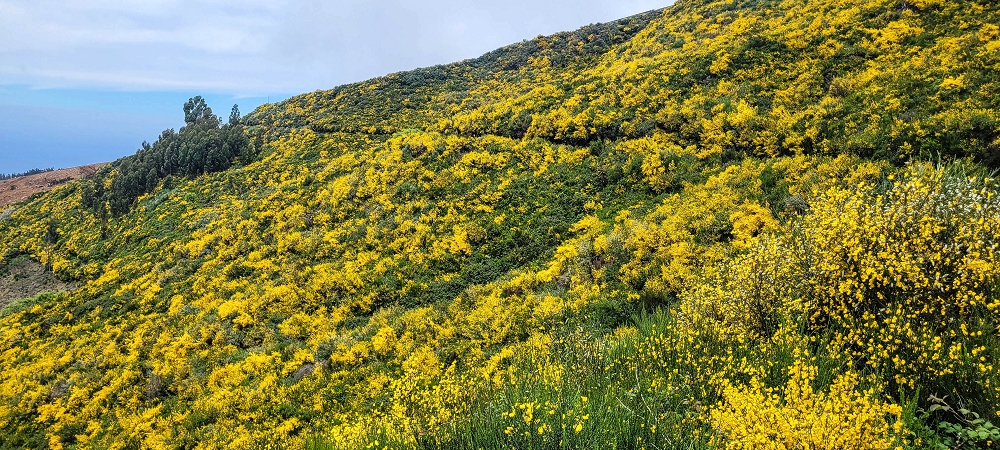 21 June 2024 Gorse and sun on the Levada do Paul — Back by the same path — photo 17