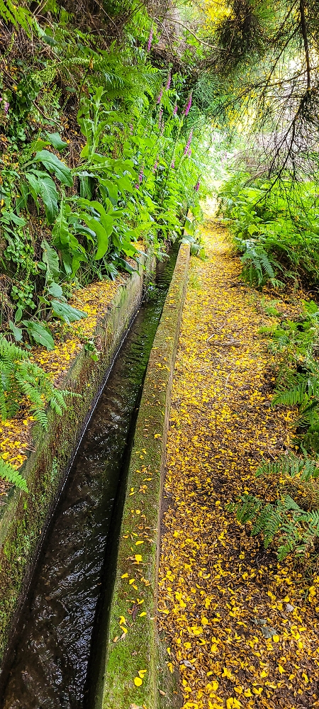 21 June 2024 Gorse and sun on the Levada do Paul — Back by the same path — photo 18