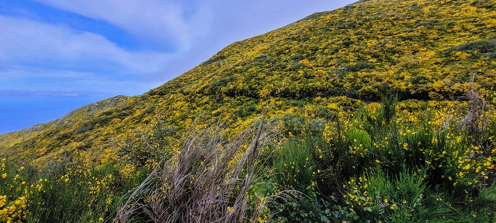 21 June 2024 Gorse and sun on the Levada do Paul — On the Levada do Paul as far as the Loiral solar plant — photo 5