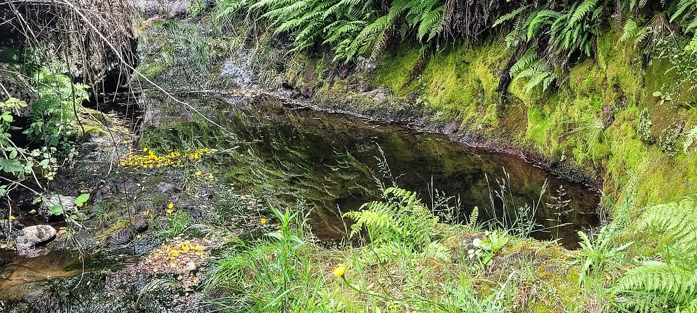 21 June 2024 Gorse and sun on the Levada do Paul — Back by the same path — photo 19