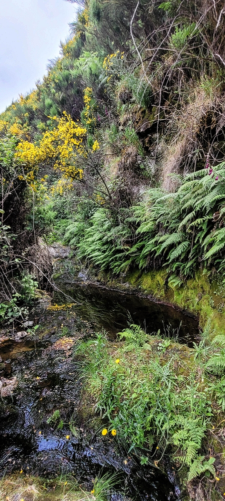 21 June 2024 Gorse and sun on the Levada do Paul — Back by the same path — photo 20