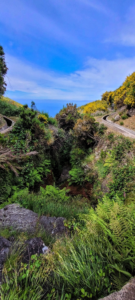 21 June 2024 Gorse and sun on the Levada do Paul — On the Levada do Paul as far as the Loiral solar plant — photo 6