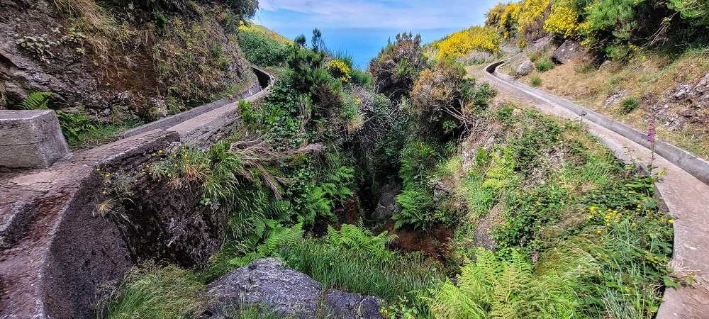 21 June 2024 Gorse and sun on the Levada do Paul — On the Levada do Paul as far as the Loiral solar plant — photo 7