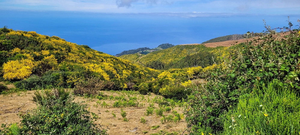 21 June 2024 Gorse and sun on the Levada do Paul — On the Levada do Paul as far as the Loiral solar plant — photo 8