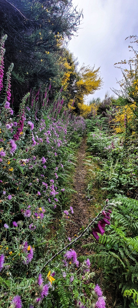 21 June 2024 Gorse and sun on the Levada do Paul — On the Levada do Paul as far as the Loiral solar plant — photo 9