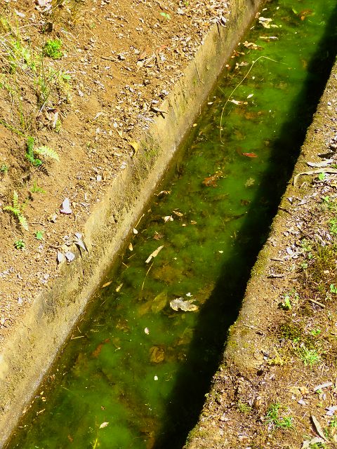 21.07.2014 Levada de Santana — Weiter zur Madre 3 — Foto 3