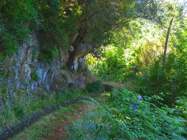 21.07.2014 Levada de Santana — Weiter zur Madre 3 — Foto 14