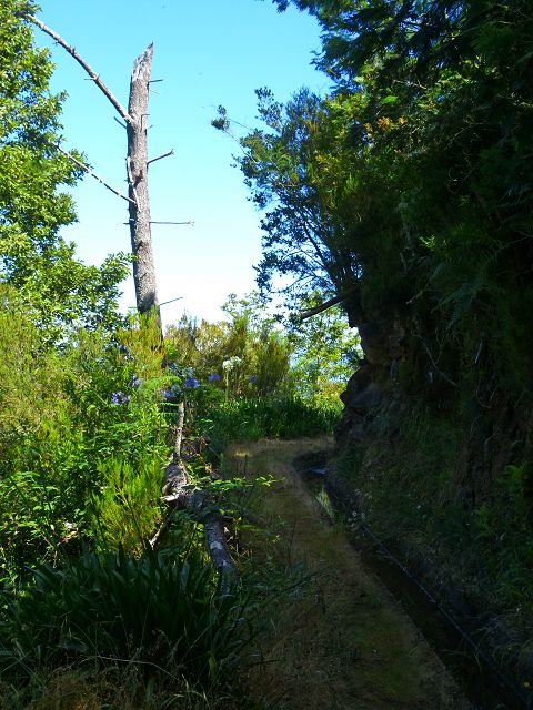 21.07.2014 Levada de Santana — Weiter zur Madre 3 — Foto 15