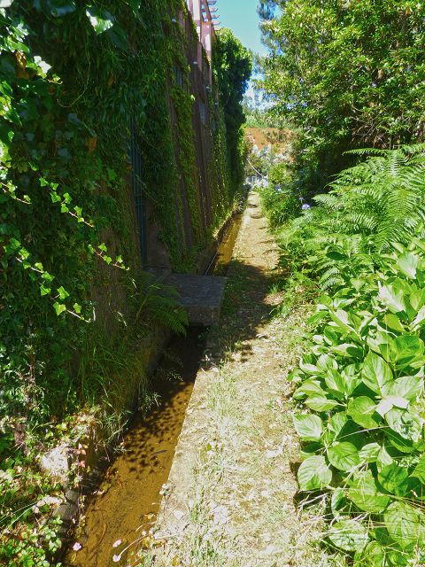 21.07.2014 Levada de Santana — Von der Kreuzung mit der ER-218 zur Madre 4 — Foto 4