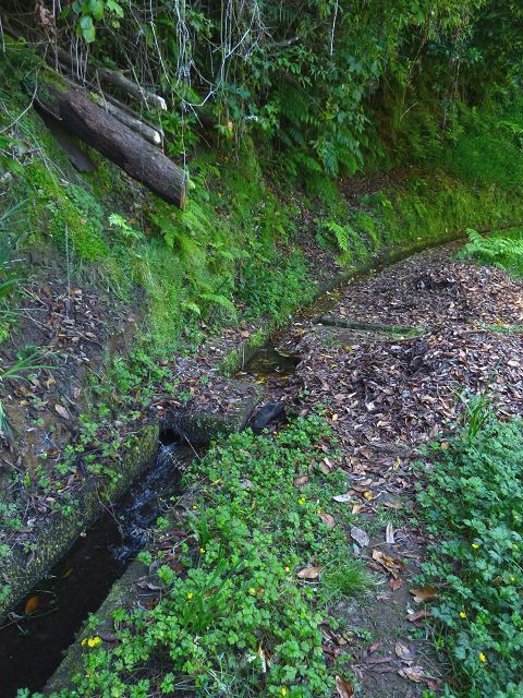 21.07.2014 Levada de Santana — Weiter zur Madre 3 — Foto 27