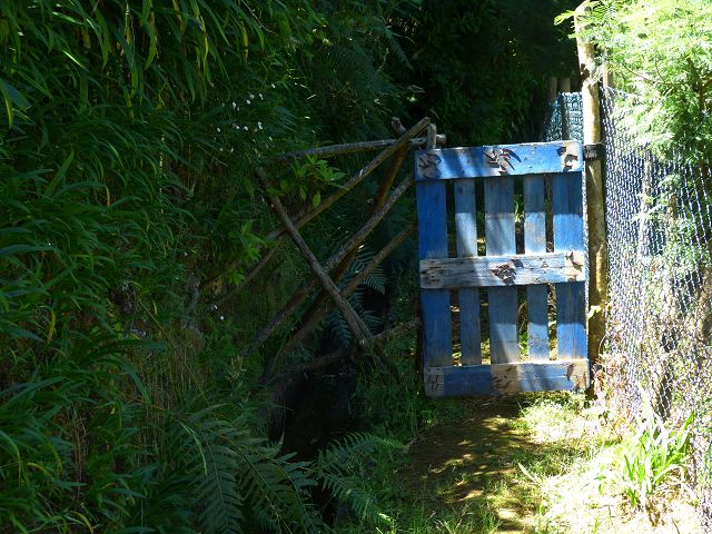 21.07.2014 Levada de Santana — Weiter zur Madre 2 — Foto 9