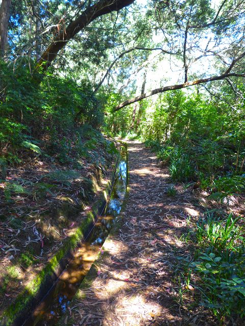 21.07.2014 Levada de Santana — Von der Kreuzung mit der ER-218 zur Madre 4 — Foto 7