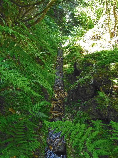 21.07.2014 Levada de Santana — Weiter zur Madre 2 — Foto 26