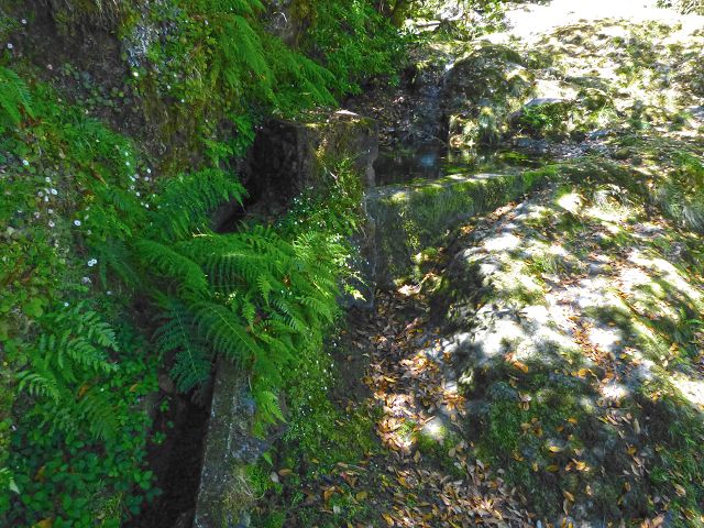 21.07.2014 Levada de Santana — Weiter zur Madre 2 — Foto 27