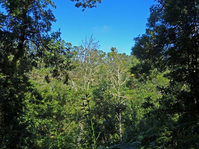 21.07.2014 Levada de Santana — Von der Kreuzung mit der ER-218 zur Madre 4 — Foto 8