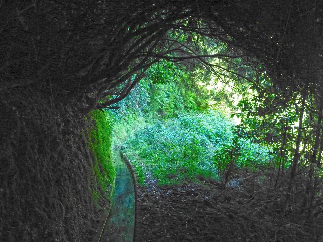 21.07.2014 Levada de Santana — Weiter zur Madre 1 — Foto 6