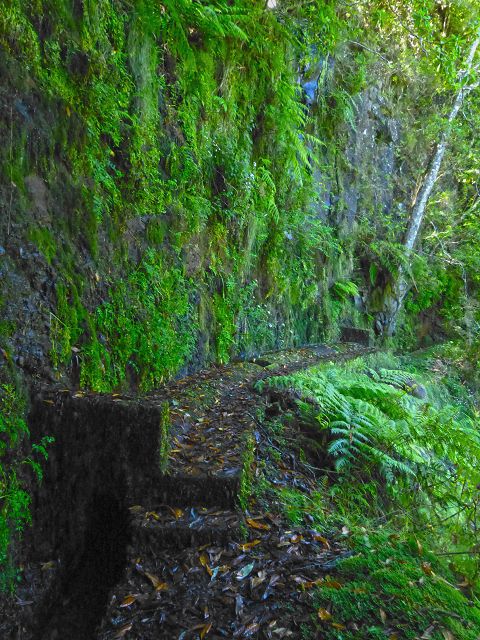 21.07.2014 Levada de Santana — Weiter zur Madre 1 — Foto 7