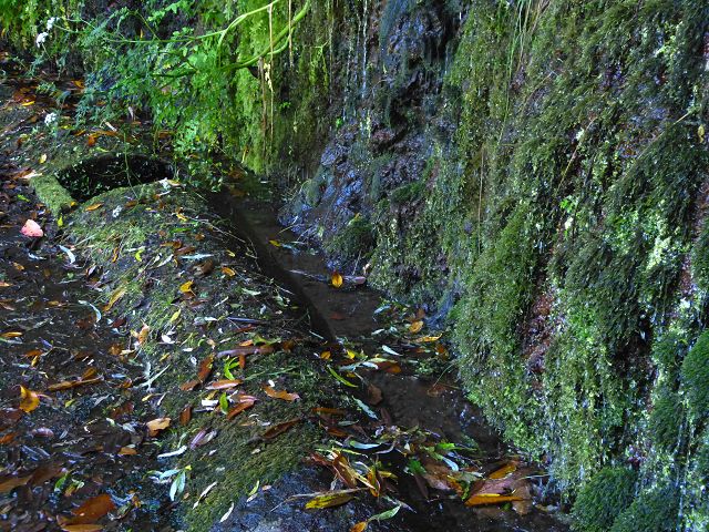 21.07.2014 Levada de Santana — Weiter zur Madre 1 — Foto 9
